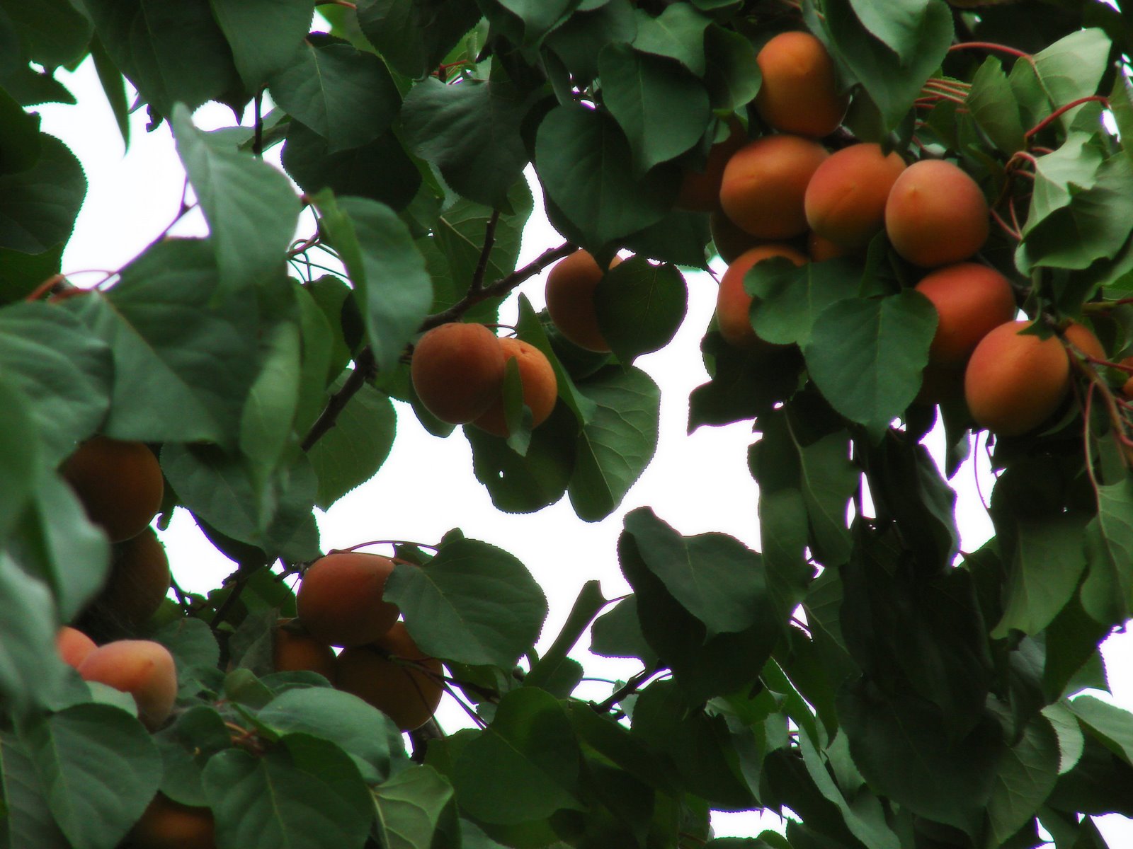 [Apricot+Picking+2007009.JPG]