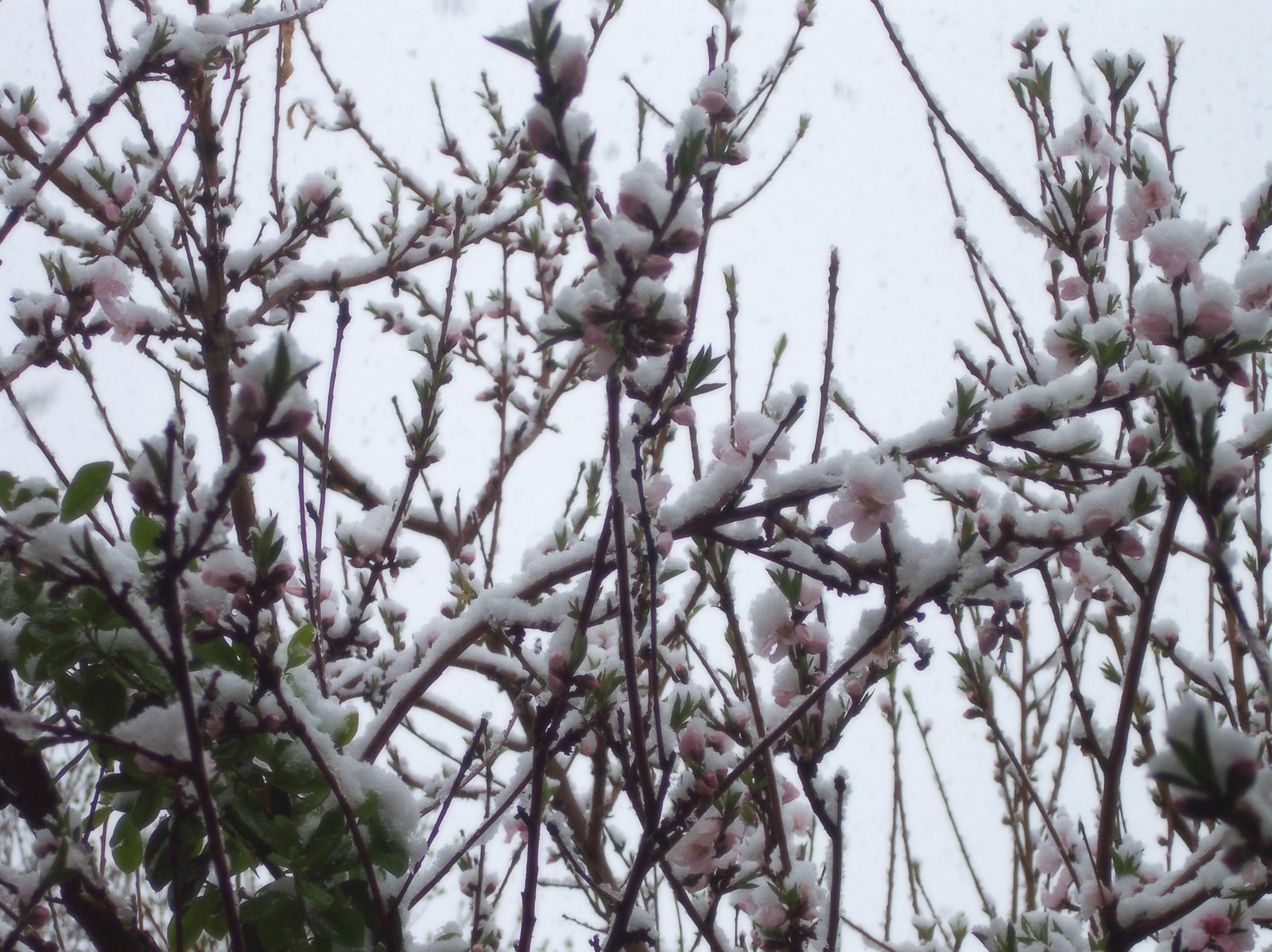 [Peach+blossoms+with+snow.jpg]