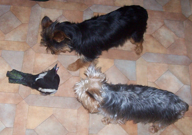 Betty, Alice et Piloue 2007