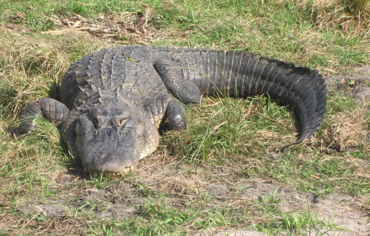 [Alligator.jpg]