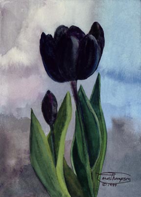 [f28-black-tulip.JPG]