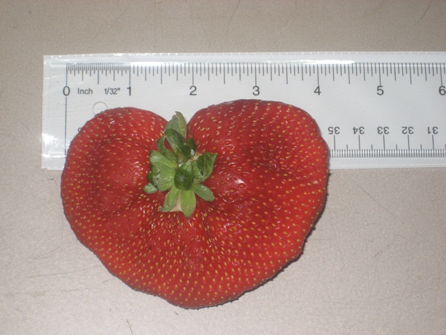 [Strawberry+3.JPG]