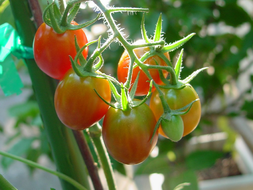 [cherry-tomatoes.jpg]