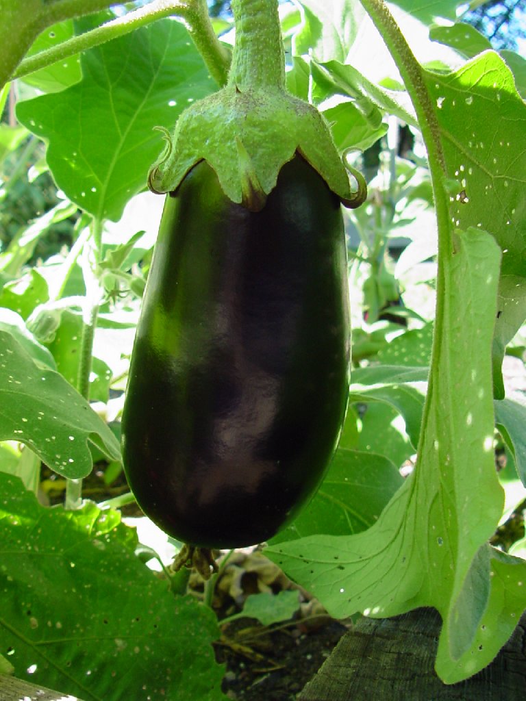 [eggplant-picture.jpg]