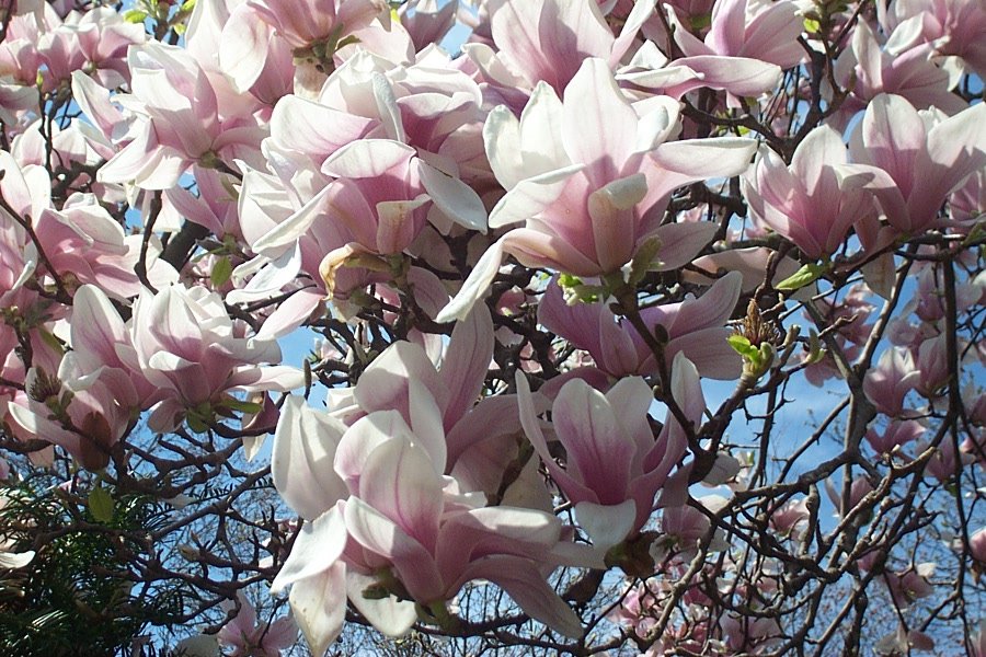 [magnolia3.JPG]