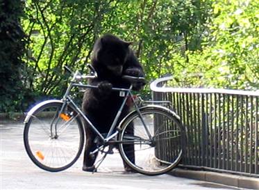 [bear+steals+bike.jpg]