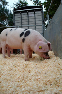 A pig at the Autumn Festival