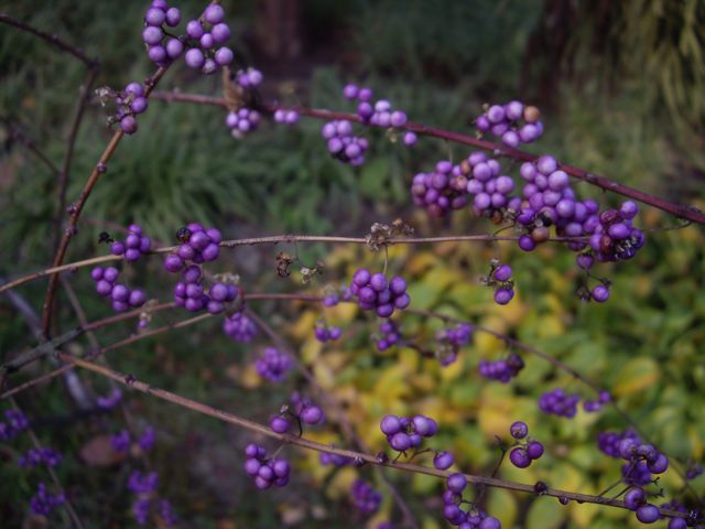 [himeji+gardens+-+purple+berries.jpg]