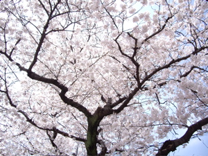 [sakura+tree+sankeien+garden.jpg]