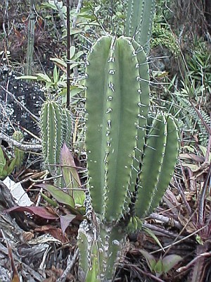[cactuses-1.jpg]