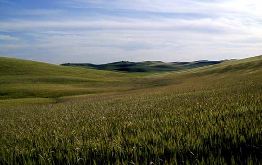 [2006_grasslands_wheat.jpg]