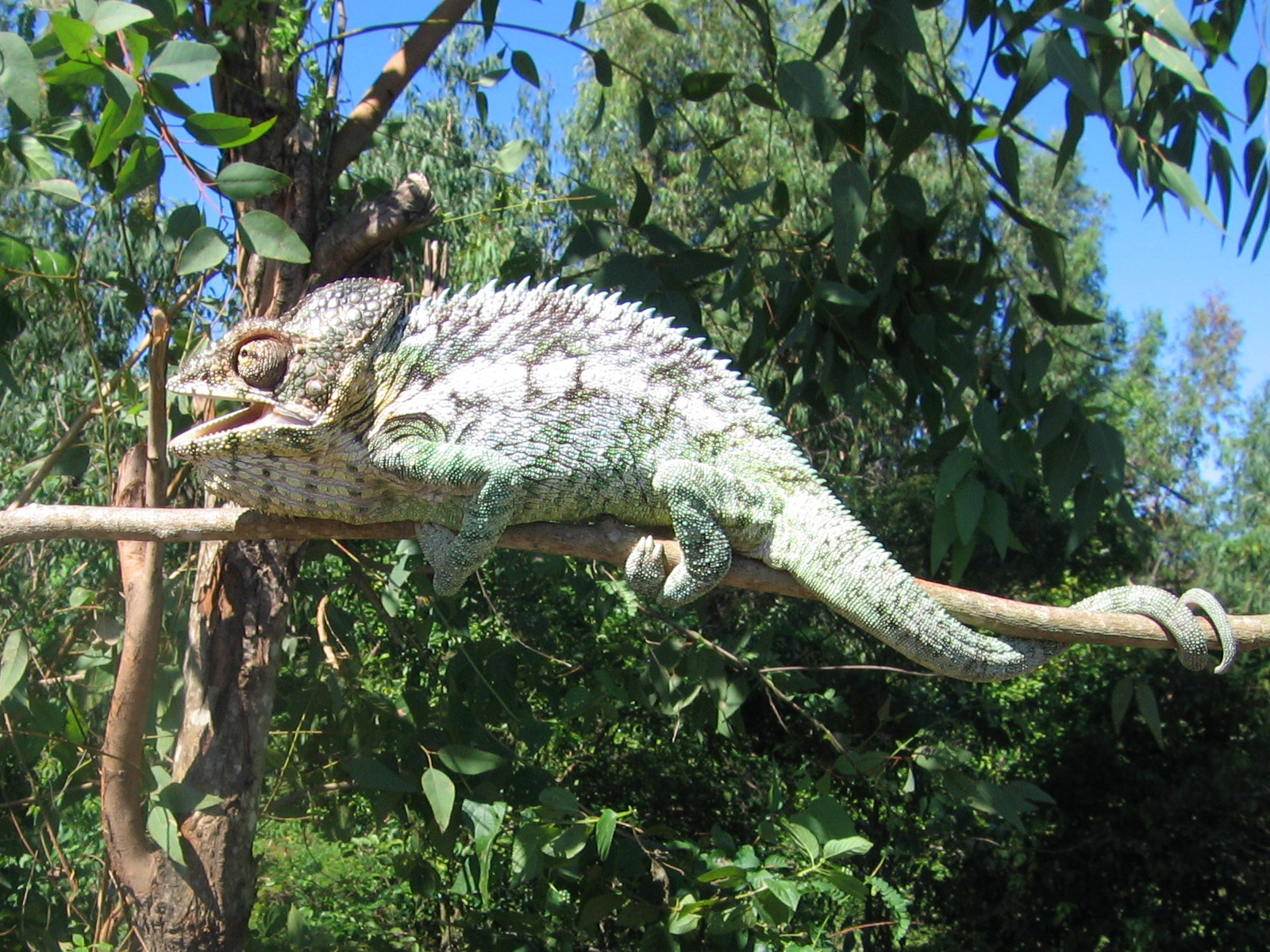 [Chameleon_in_Berenty_Madagascar_0001.jpg]
