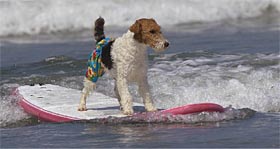 [surfdogWire.jpg]