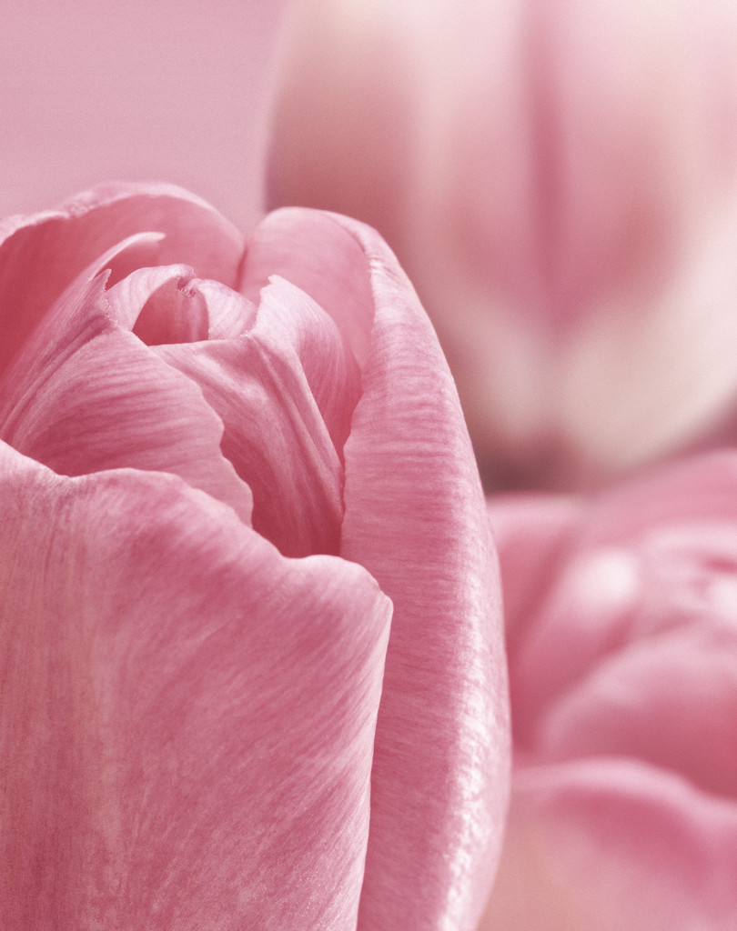 [pink.tulip.jpg]