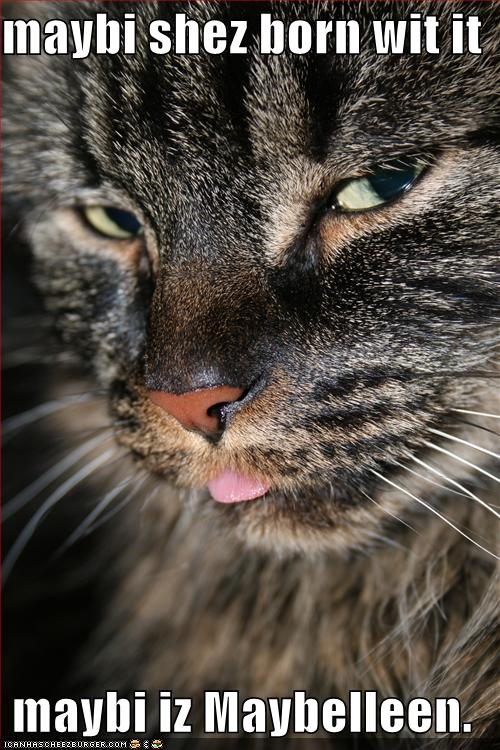 [funny-pictures-glamourous-cat-closeup.jpg]