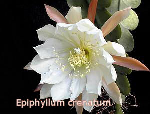 [epiphyllum+crenatum.jpg]