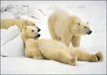 [polar-bear-relaxing-img120.jpg]