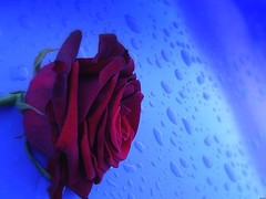 [red_rose.jpg]
