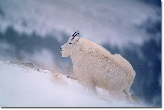 [m478_mountain_goat_in_snow.jpg]