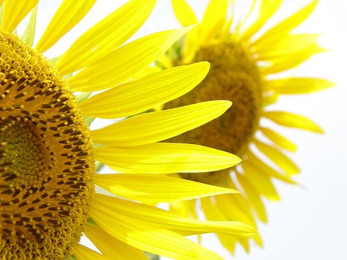 [sunflower+by+hamapenguin+at+flickr.jpg]