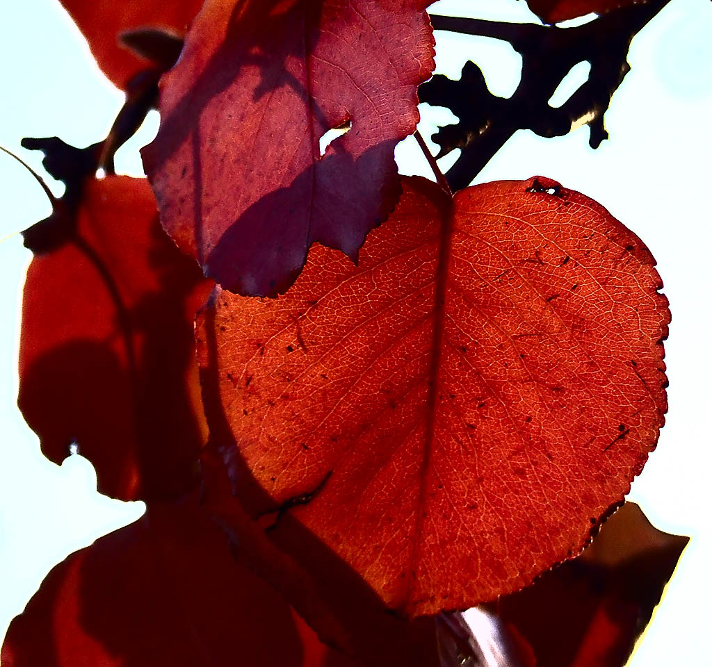 [red+leaves+1.jpg]