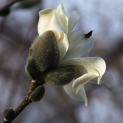 Missouri Botanical (Shaw's) Garden, in Saint Louis, Missouri, USA - magnolia flower