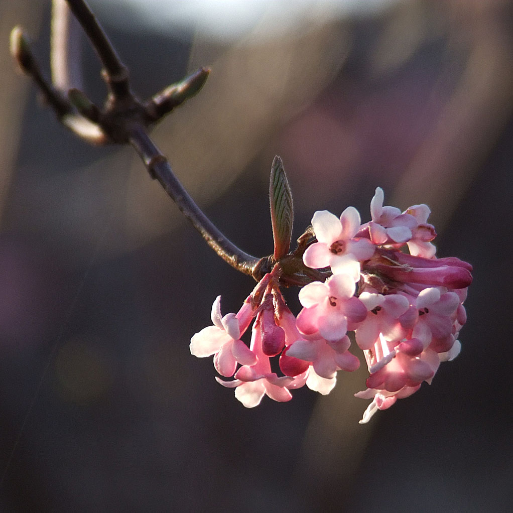 [Missouri+Botanical+(Shaw's)+Garden,+in+Saint+Louis,+Missouri+-+pink+blossoms+1.jpg]