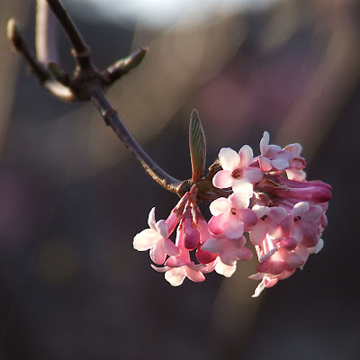 Missouri Botanical (Shaw's) Garden, in Saint Louis, Missouri, USA - pink blossoms