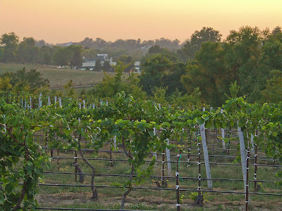 Augusta, Missouri, USA - sunset over a vineyard