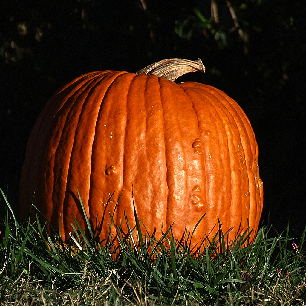 [pumpkin+2.jpg]