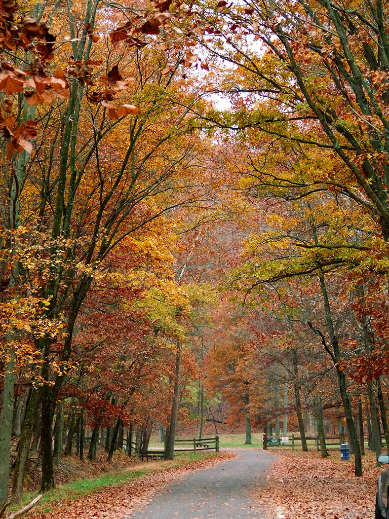 [Lone+Elk+County+Park,+in+Saint+Louis+County,+Missouri,+USA+-+fall+colors+1.jpg]