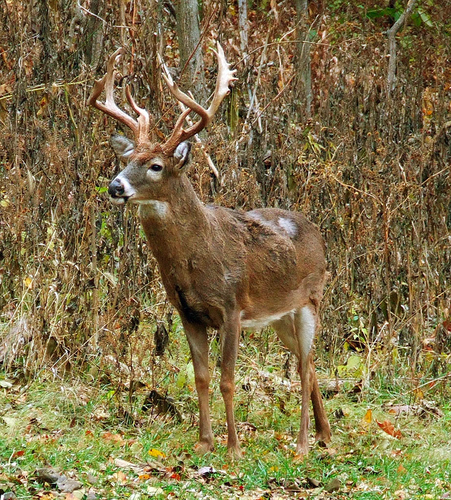 [Lone+Elk+County+Park,+in+Saint+Louis+County,+Missouri,+USA+-+deer+buck.jpg]