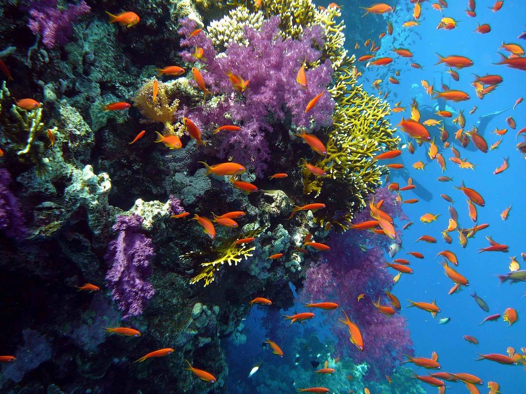 [Coral+reef.jpg]