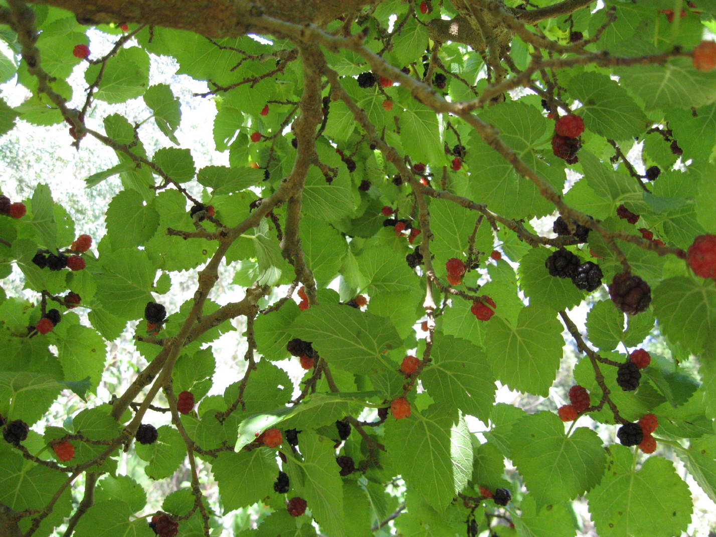[Mulberries+012.jpg]