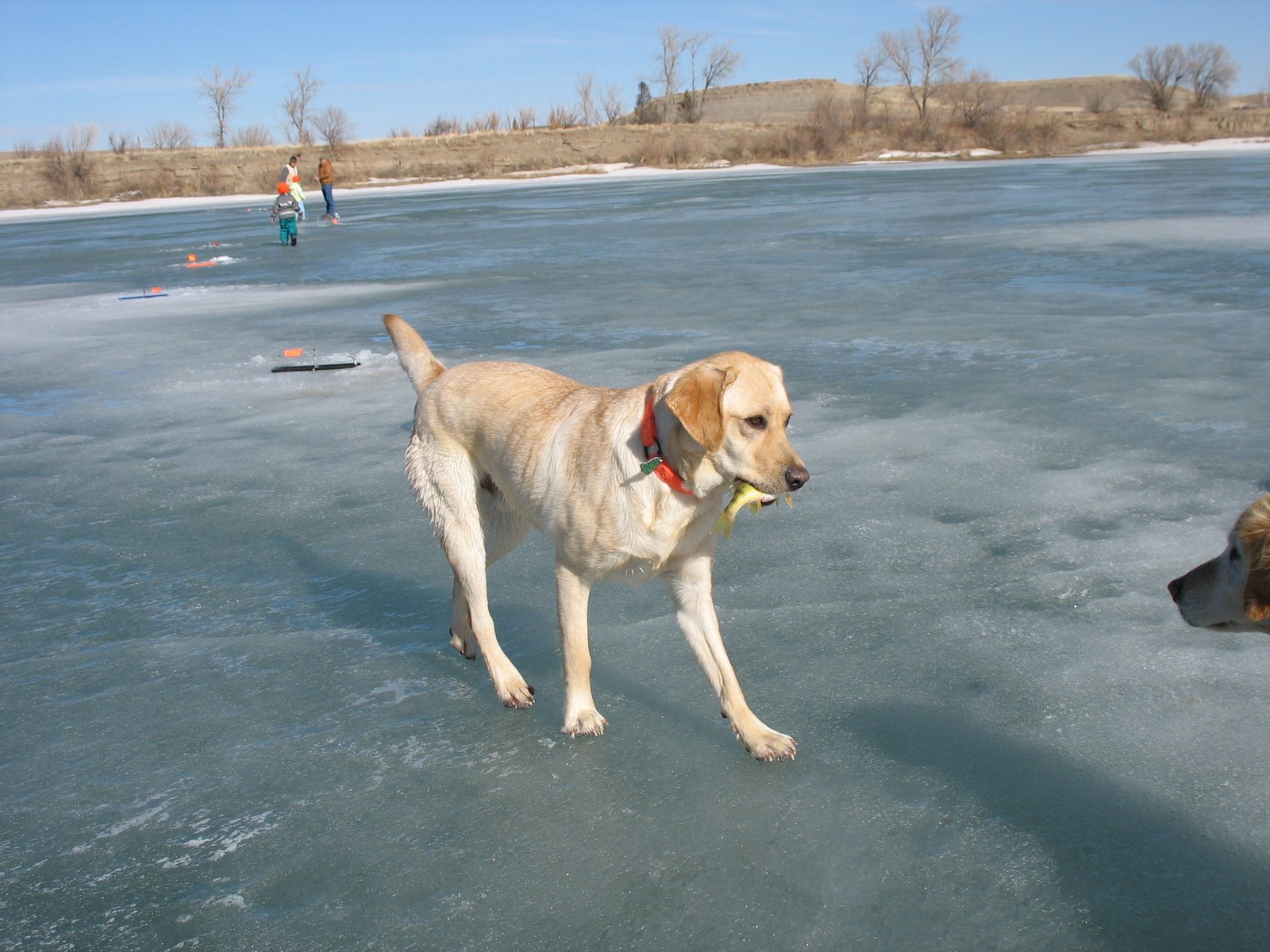 [ice+fishing+with+Dilly+019.JPG]