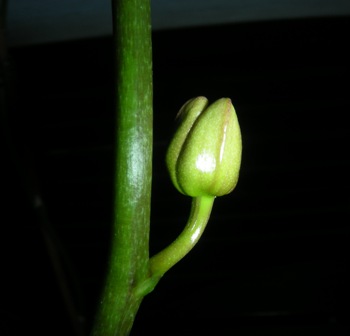 [Orkidea+004.jpg]