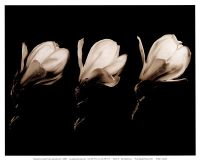 [MAJ01M~Tres-capullos-de-magnolia-tamano-reducido-Posteres.jpg]