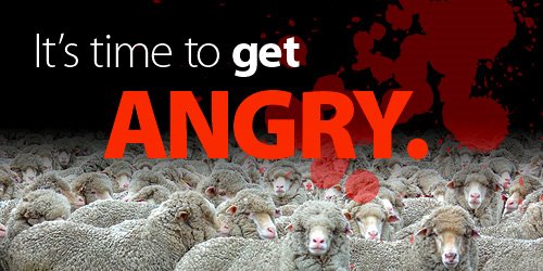 [angry+sheep.jpg]