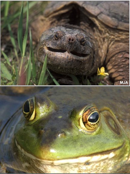 [Turtle+frog.jpg]