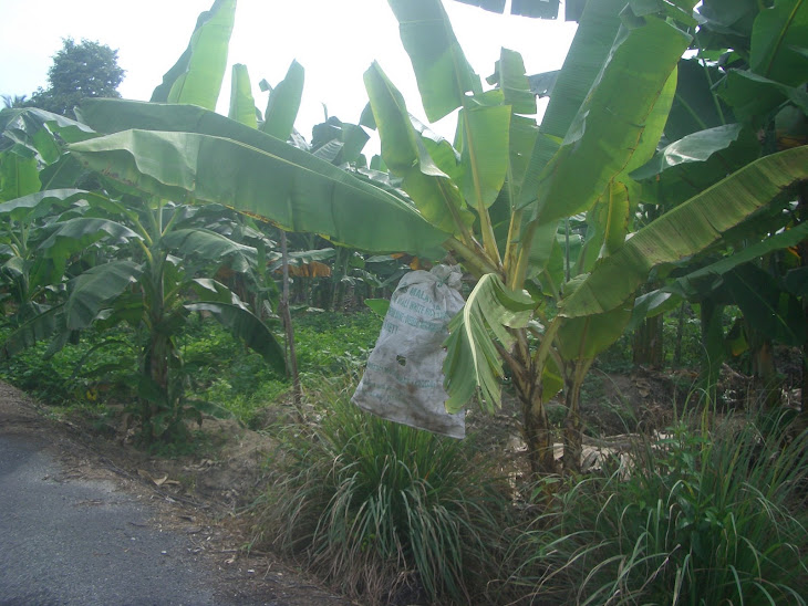 Certain types of banana which are prone to diseases are encased in plastic bags for protection