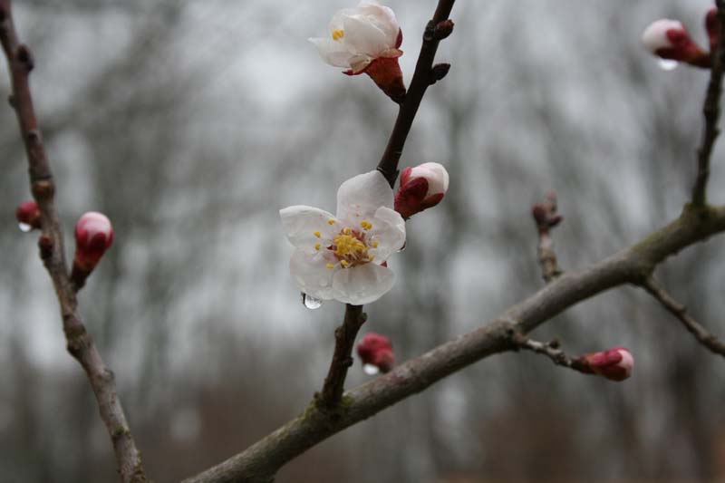 [apricot+blossoms.jpg]