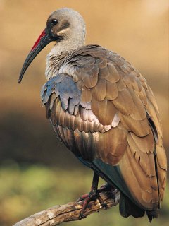 [hadeda-ibis.jpg]