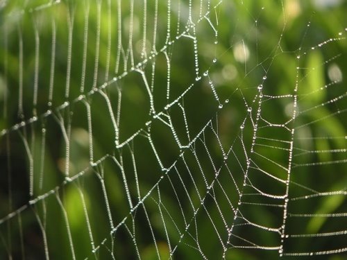 [spiderweb2.bmp]