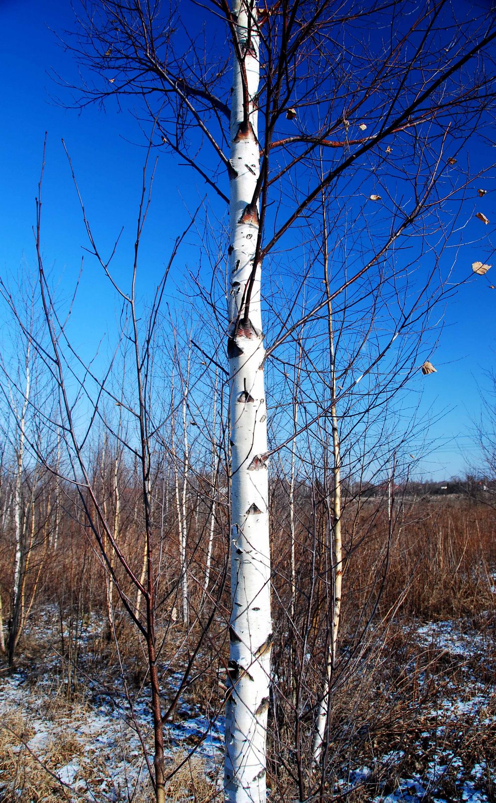 [Winter+birches.jpg]