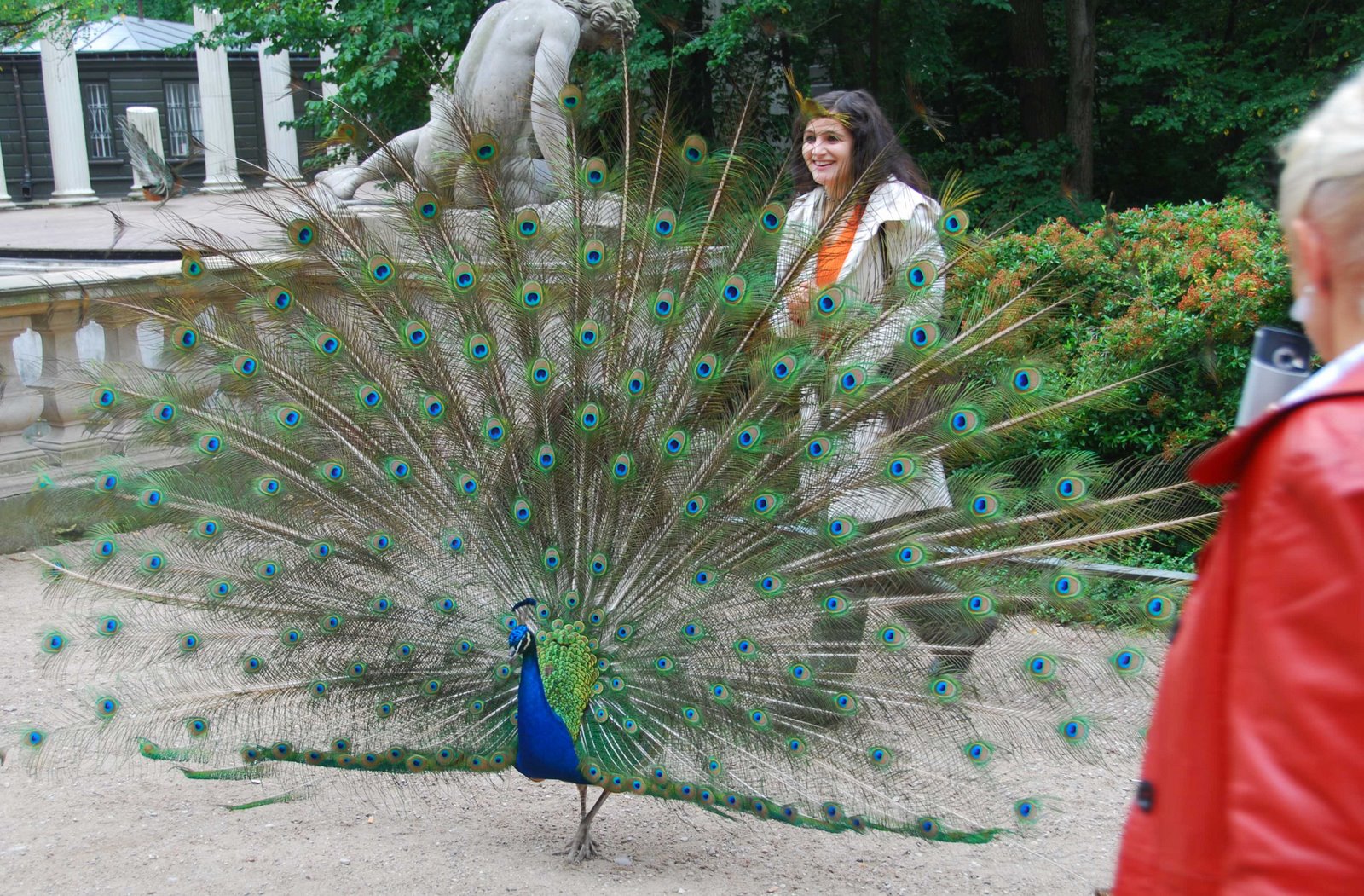 [peacock+and+tourists.jpg]