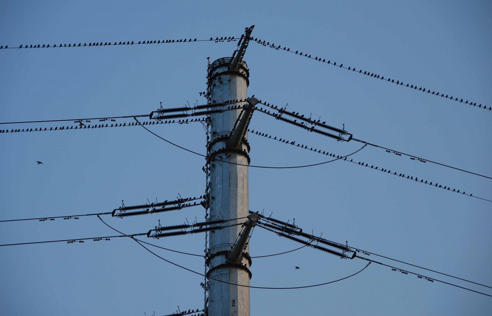 [starlings_on_the_wires.jpg]