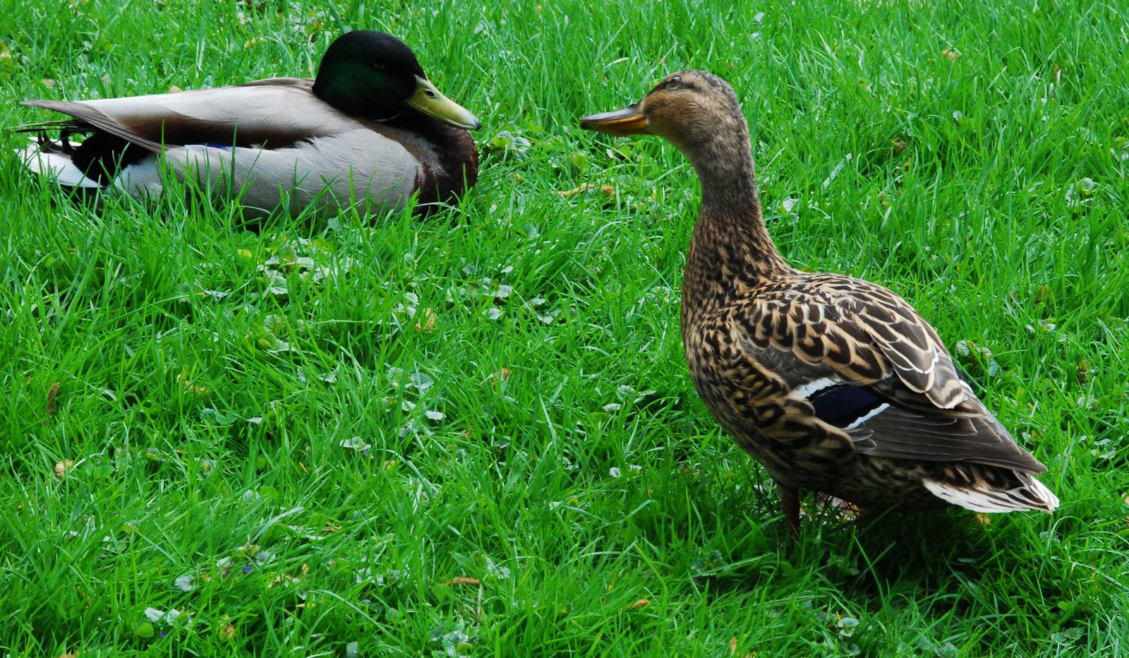 [Ducks+in+the+Saxon+Garden.jpg]