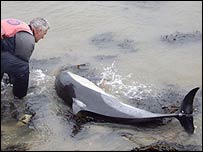 [dolphin_rescue_1_bbc_2008jan.jpg]