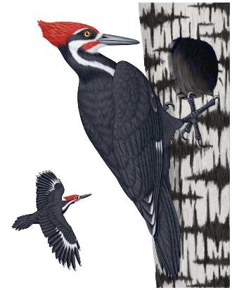 [woodpecker2.jpg]