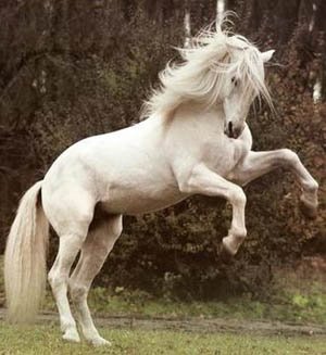 [white+stallion.jpg]